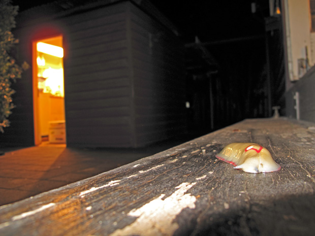 Red Triangle Slug, Triboniophorus graeffei, eating algae on back steps