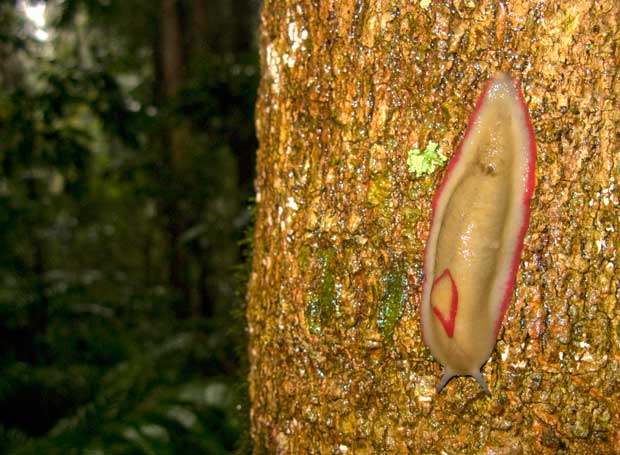 Red Triangle Slug, Triboniophorus graeffei, Ravensbourne NP