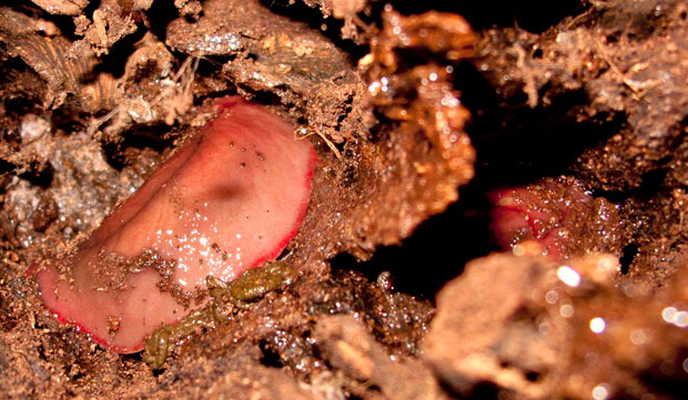 Red Triangle Slug, Toowoomba