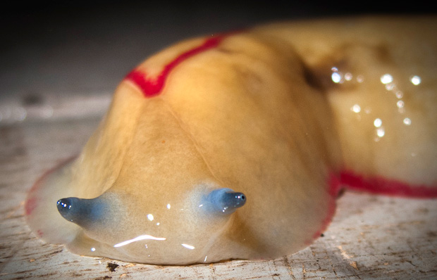 Red Triangle Slug, Triboniophorus graeffei,