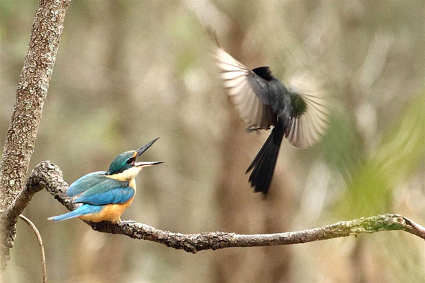 Wagtail defends nest from kingfisher