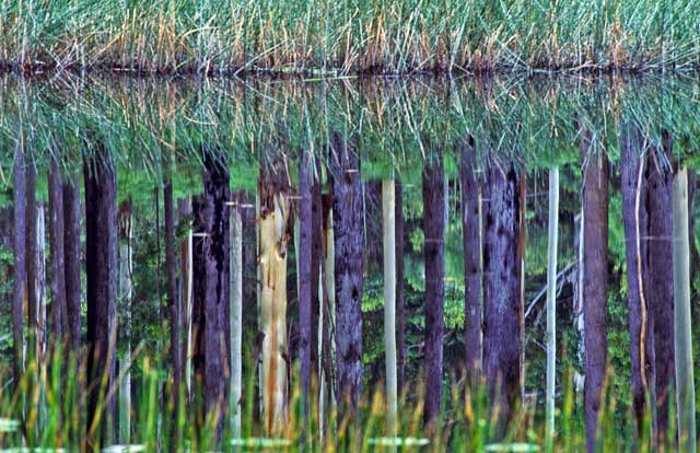 Bellthorpe reflections