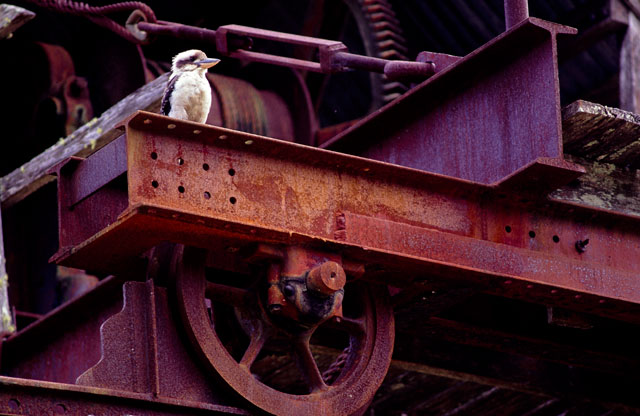 Kookaburra, Brandon's Sawmill, Bellthorpe NP