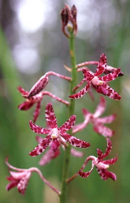 Hyacinth Orchid, Dipodium sp., Bellthorpe
