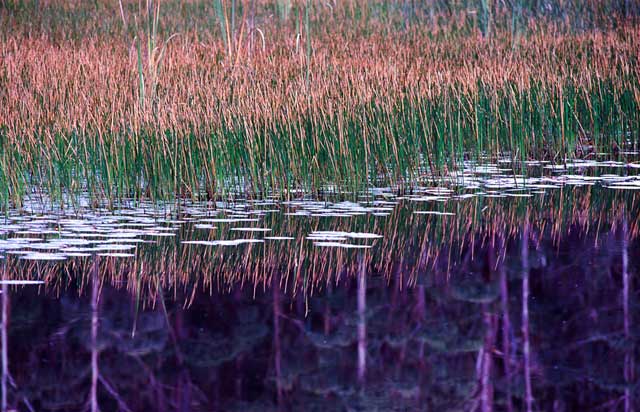 Bellthorpe reflections