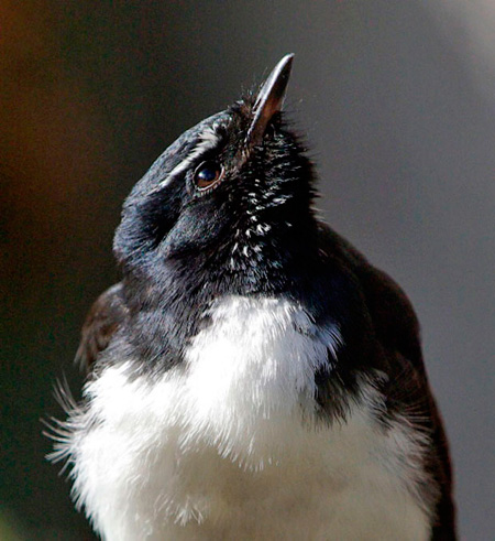 Willie Wagtail by Rob Mancini