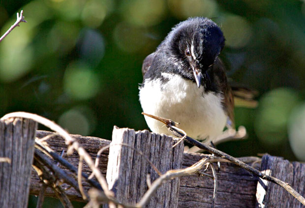 Willie Wagtail Rob Mancini