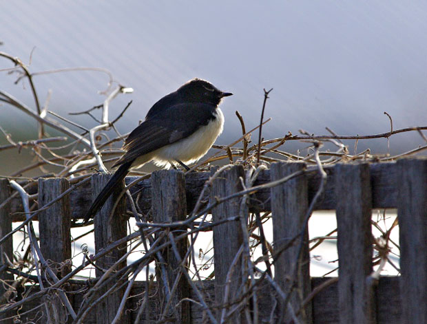 Willie Wagtail Rob Mancini