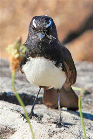 Willie Wagtail by Ross Naumann