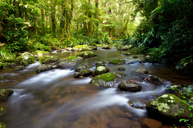 Brindle Creek, Border Ranges, New South Wales.