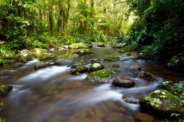 Brindle Creek, Border Ranges, New South Wales.