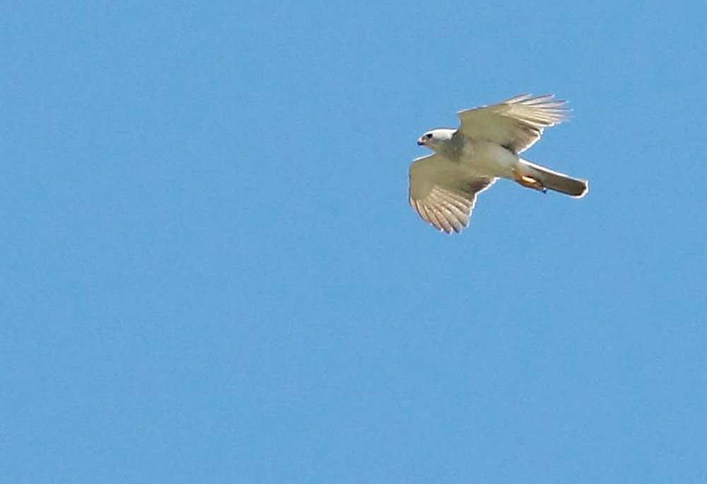 IMG_6537-crop-(Custom)-(2)