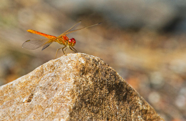 Scarlet Percher, Diplacodes haematodes.