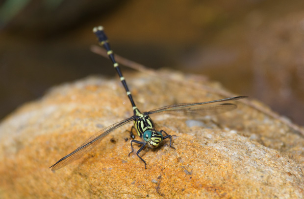 Jade Hunter, Austrogomphus ochraceus.