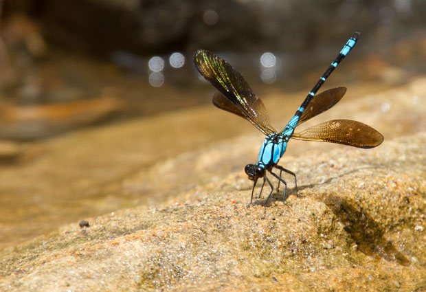 Sapphire Rockmaster. Diphlebia coerulescens.