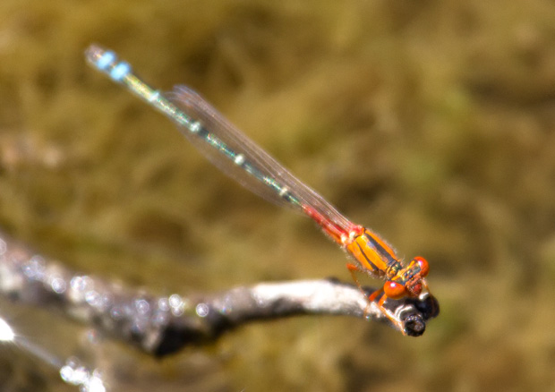 Red and Blue Damsel. Xanthagrion erythroneurum.