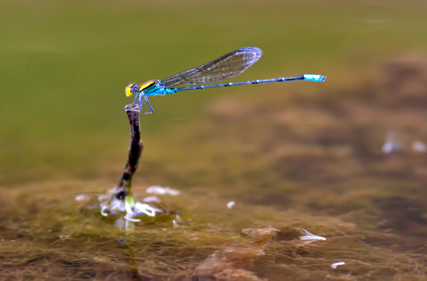 Gold-fronted Riverdamsel. Pseudagrion aureofrons.