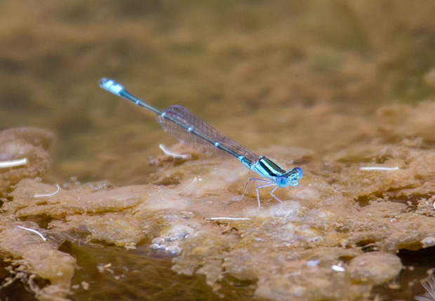 Eastern Billabongfly, Austroagrion watsoni.