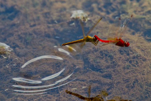 Scarlet Percher, Diplacodes haematodes.