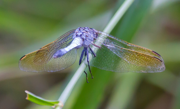 Blue Skimmer. Orthetrum caledonicum