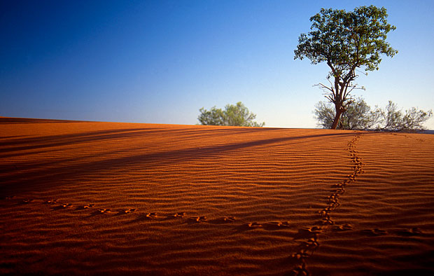 Tracks, Windorah