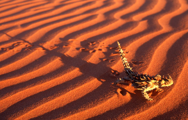 Thorny Devil