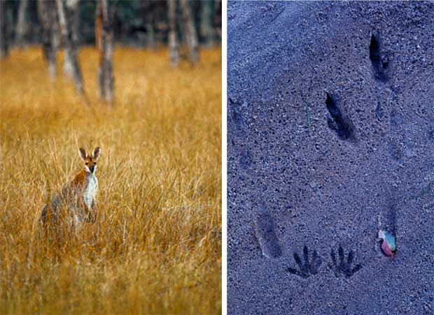 Red-necked Wallaby and tracks