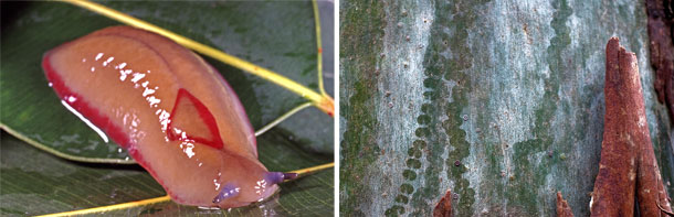 Red Triangle Slug