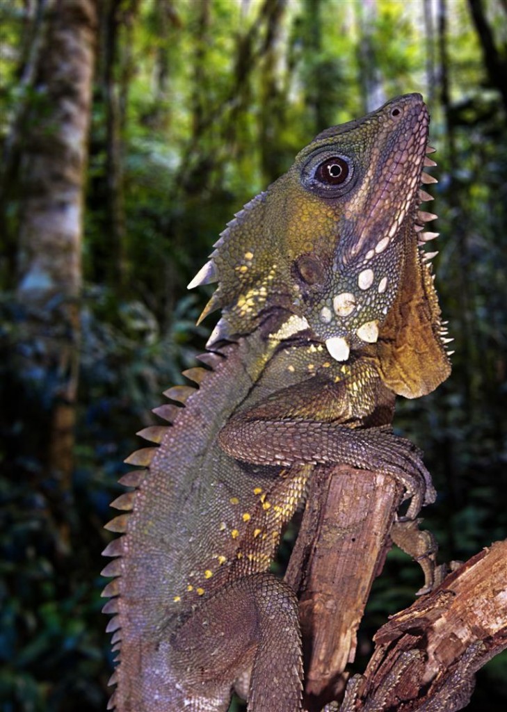 Boyd's Forest Dragon