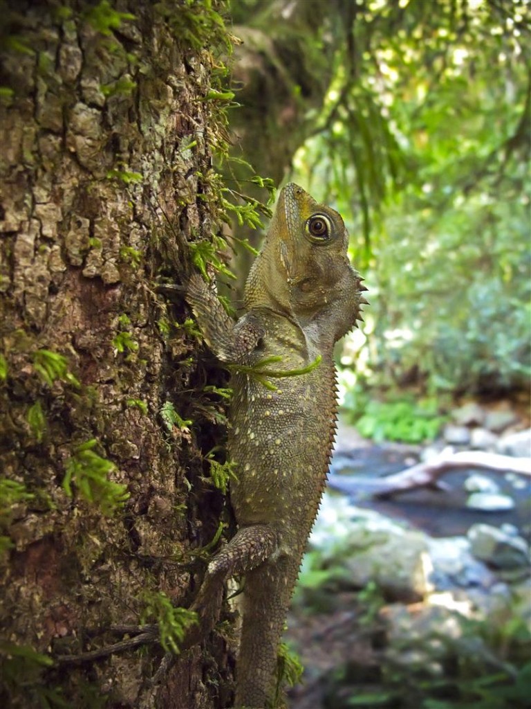 Southern Angle-headed Dragon