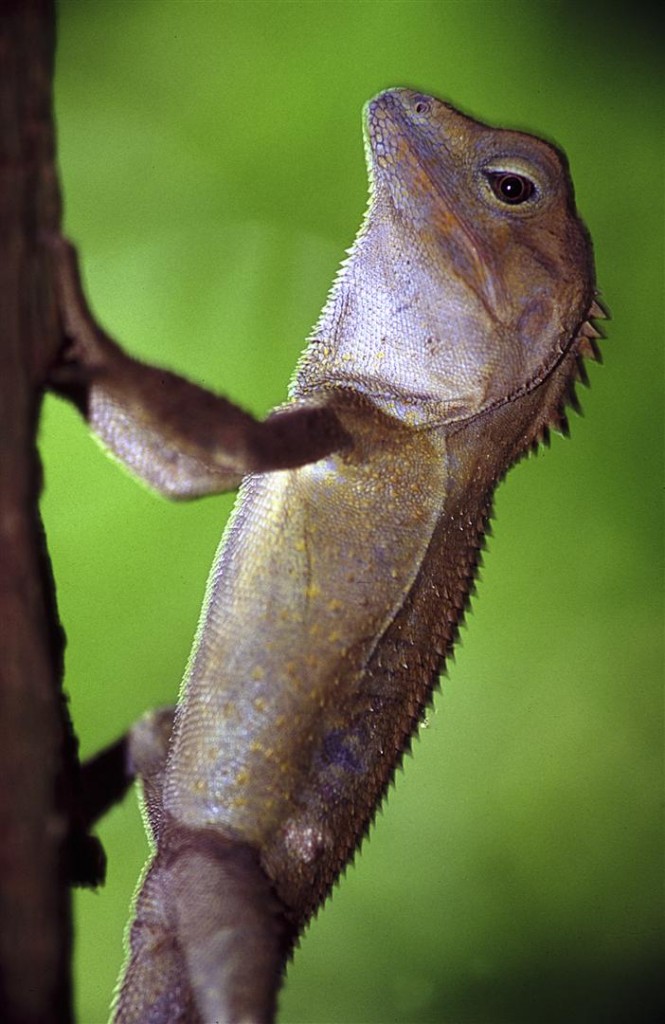 Southern angle-headed dragon, Goomburra NP.