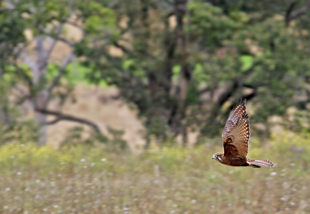 Brown Falcon (Falco berigora), Goomburra