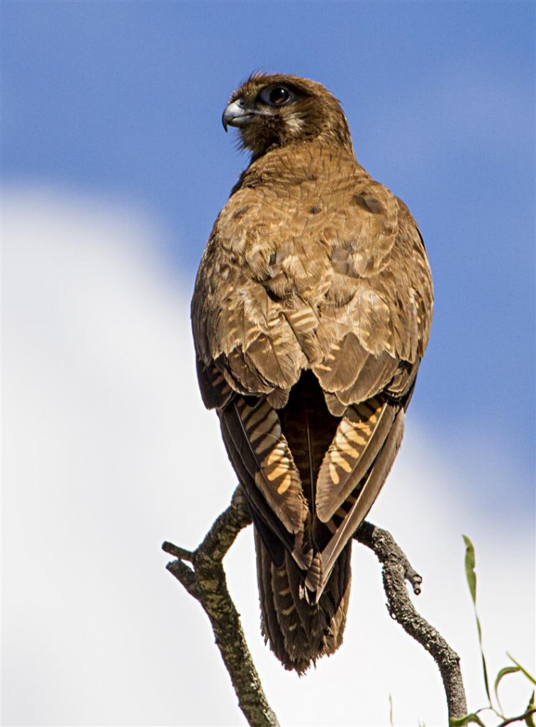 Female Brown Falcon