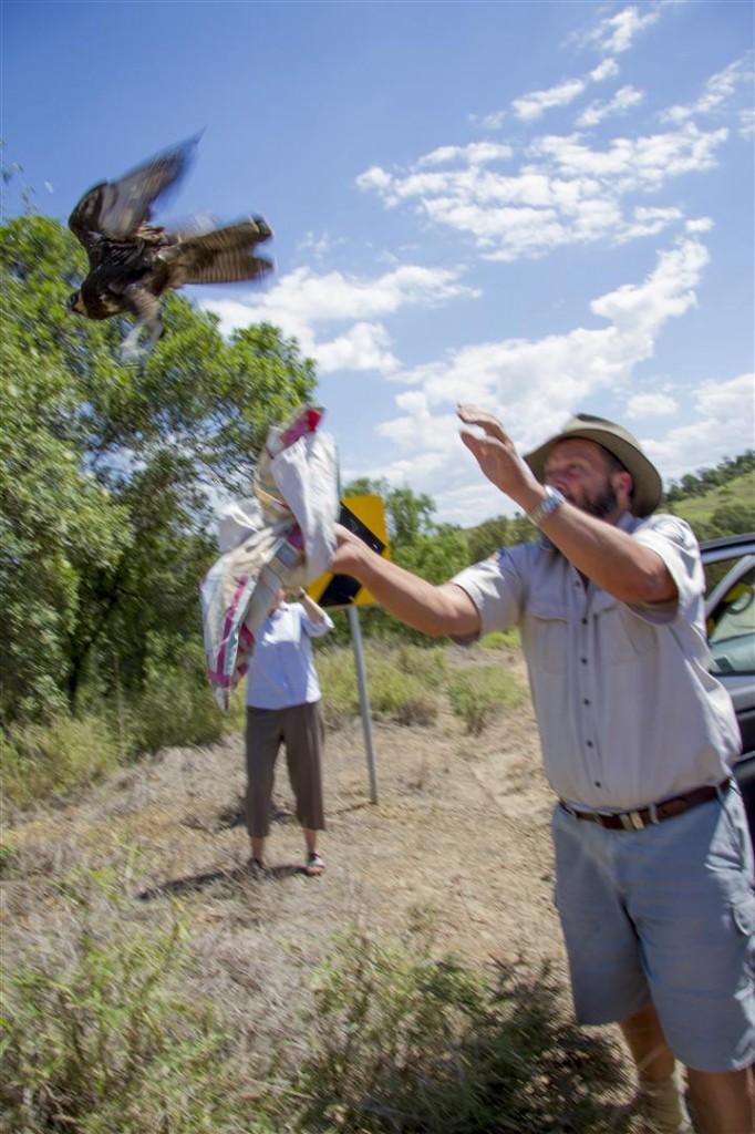 Brown Falcon