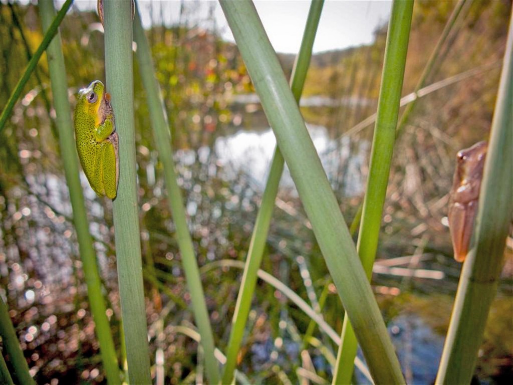 Cooloola Sedgefrog, Litoria cooloolensis, Freshwater Lake.