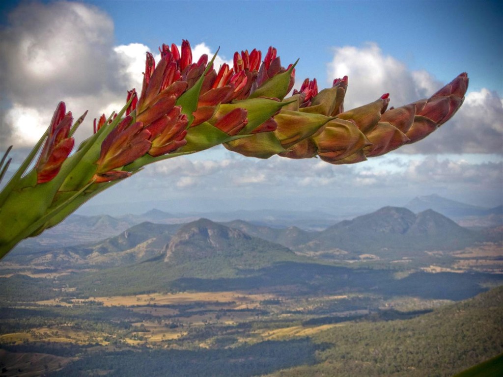 Giant Spear Lilly, Main Range