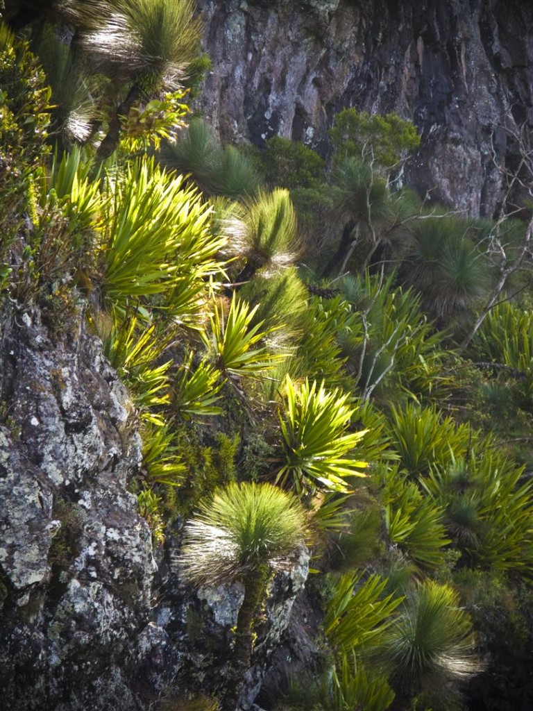 Giant Spear Lilly, Main Range