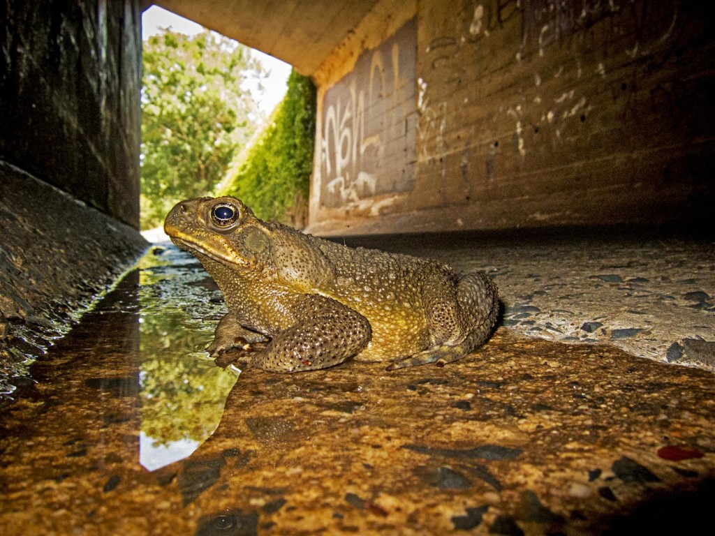 Cane Toad