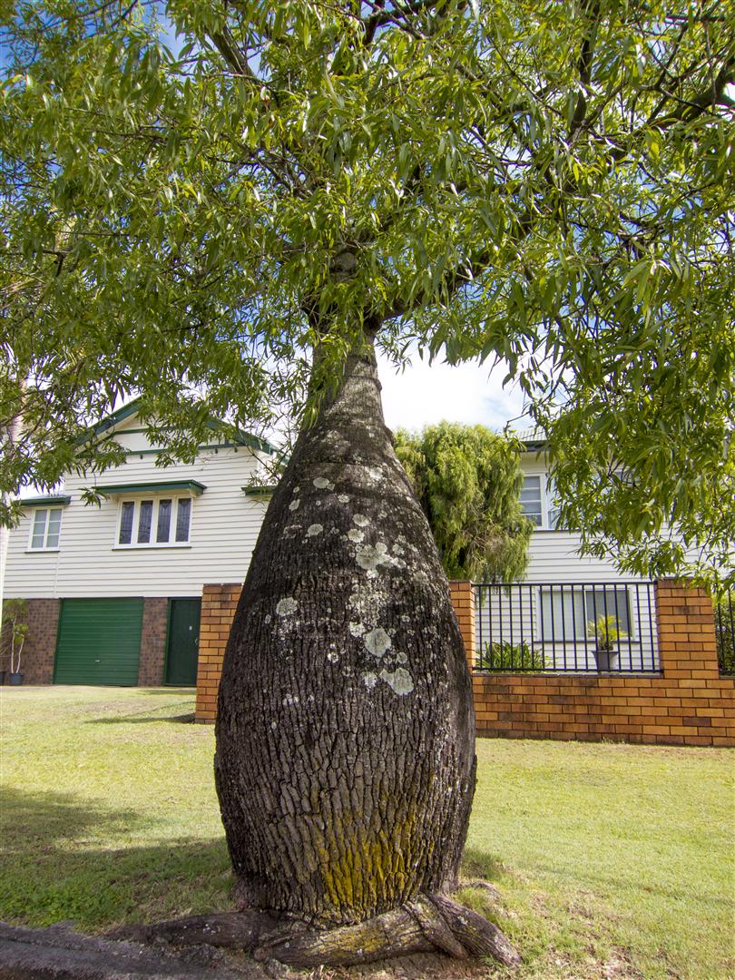 Australian Bottle Tree Info - Learn About Kurrajong Bottle Trees