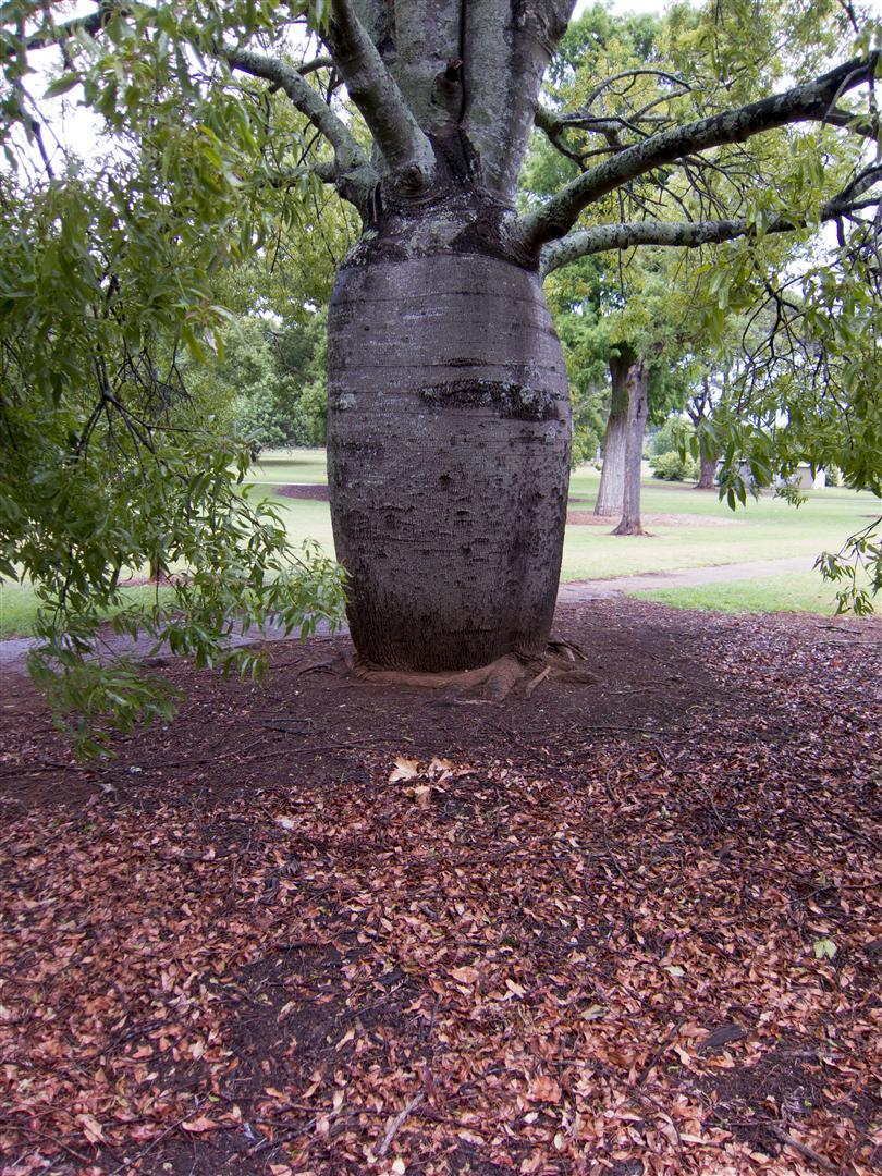 Australian Bottle Tree Info - Learn About Kurrajong Bottle Trees