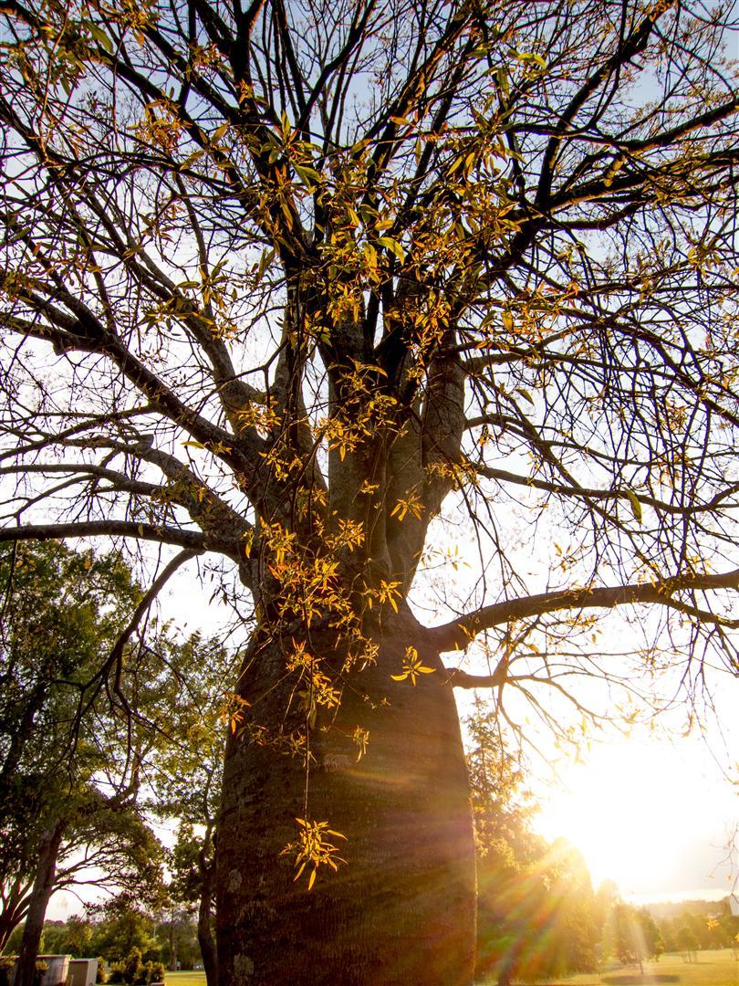 Kurrajong, Queens Park, Toowoomba.