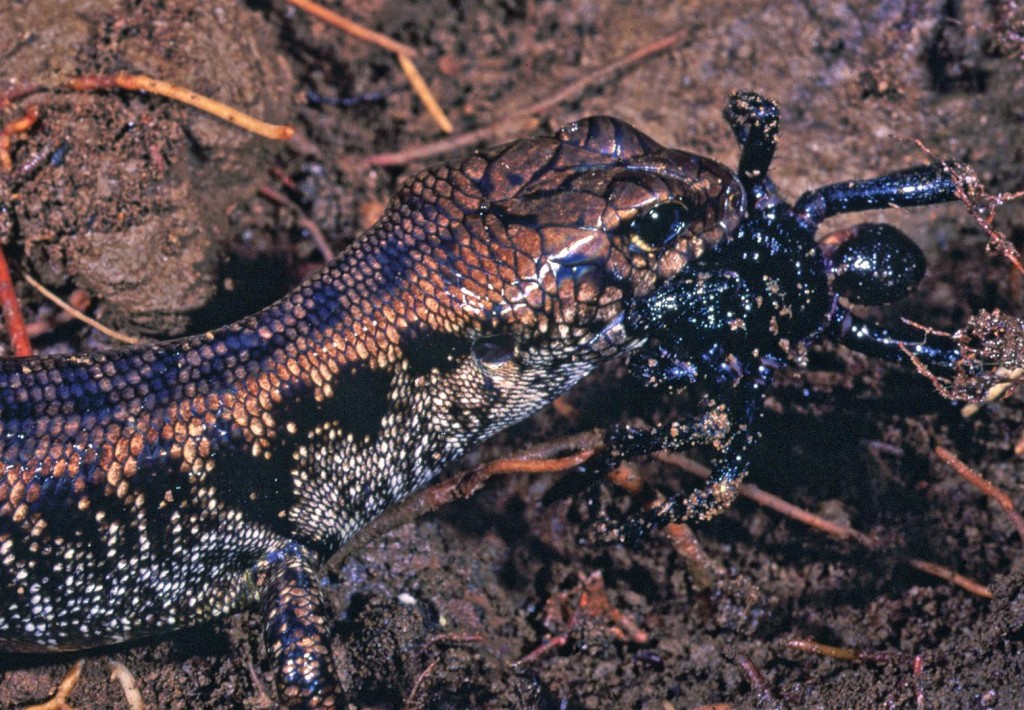 Eulamprus tryoni + funnel-web spider