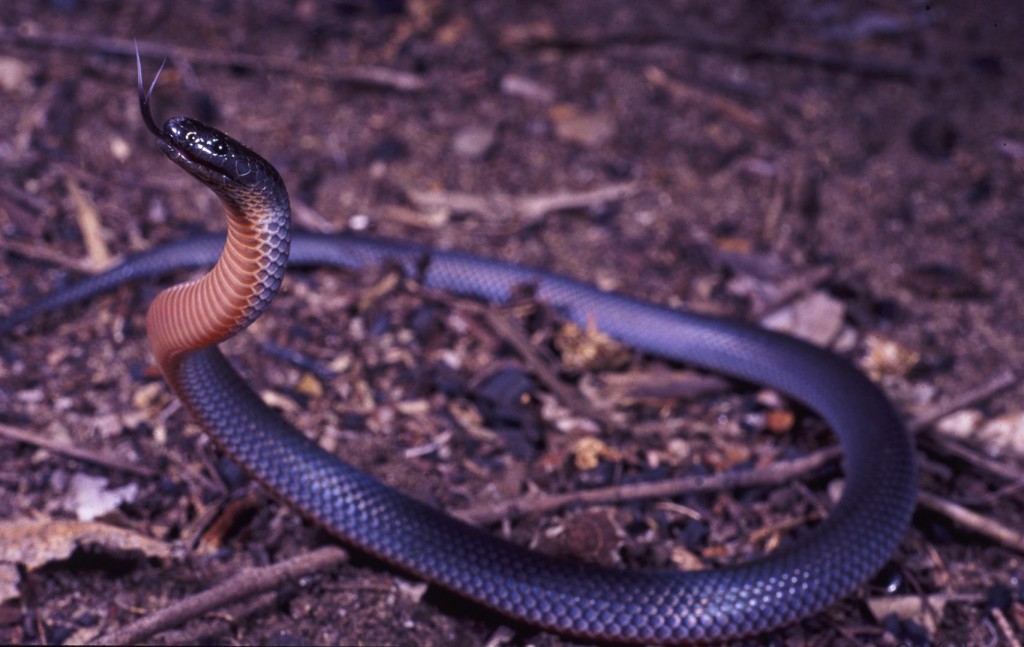 small-eyed snake, Isla Gorge NP