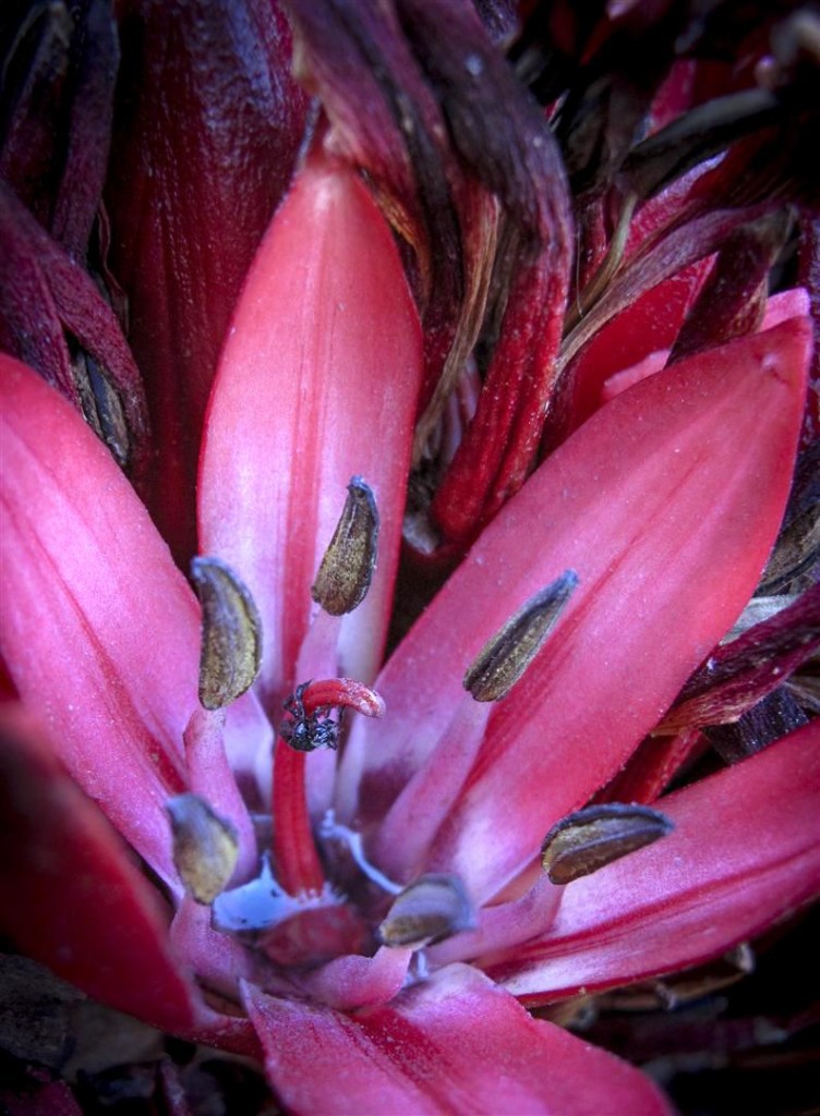 Native bee on giant spear lilly flower