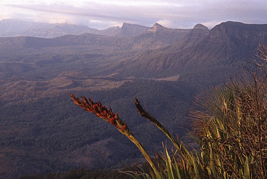 Giant Spear Lilly, Main Range