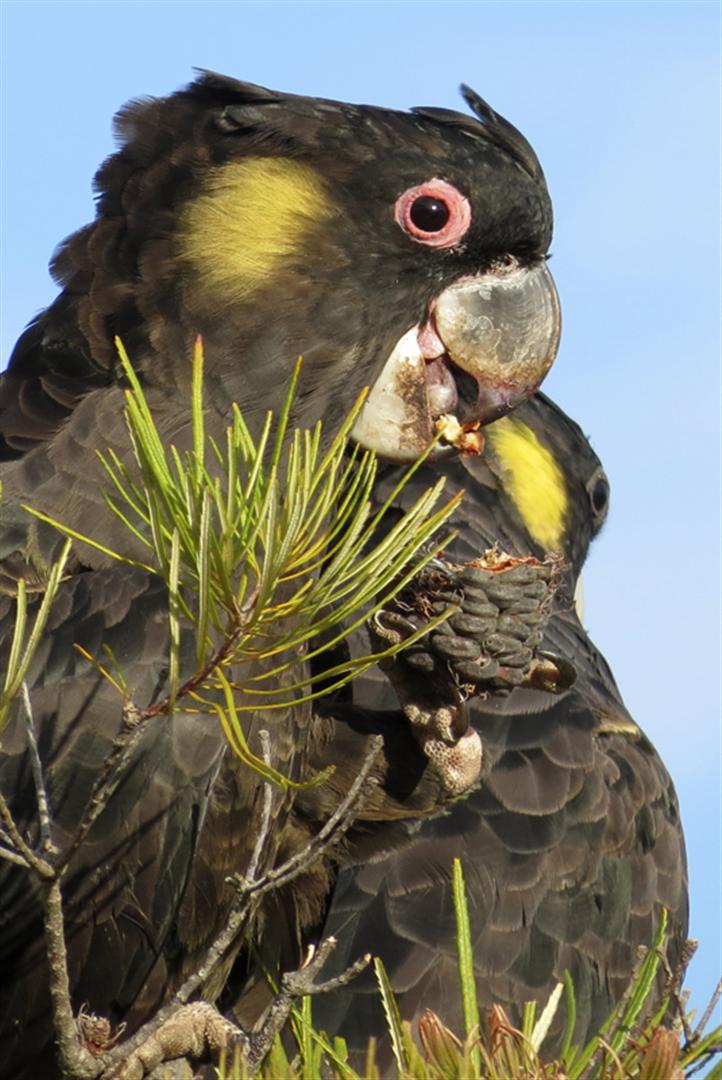 Yellow-tailed Black Cockatoos, Liz Naumann.