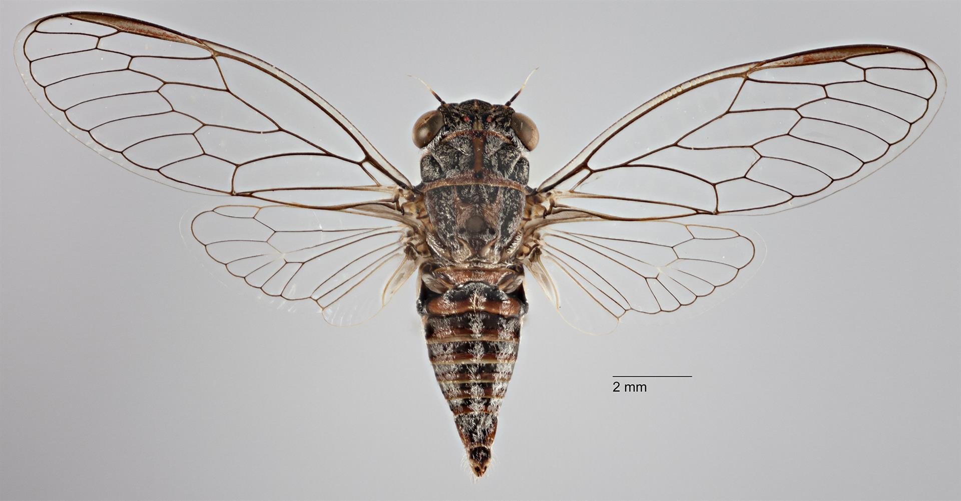 Drymopsalta hobsoni, a newly described specis of cicada found only in Bringalily State Forest. This is the male holotype of the species ( QM T183037), which was found about 9 km form the Robert Wicks Research Station near Inglewood. Photograph © Queensland Museum, Geoff Thompson.