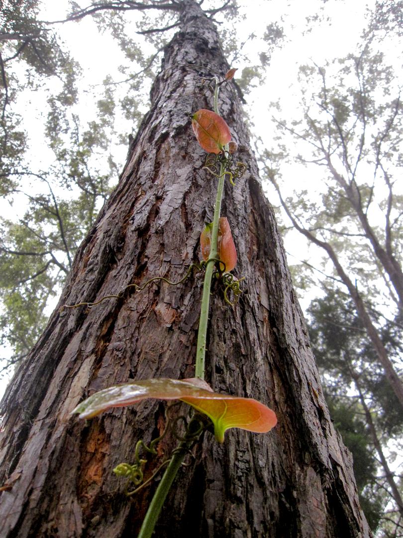 Smilax australis. Photo Raelene Neilson.
