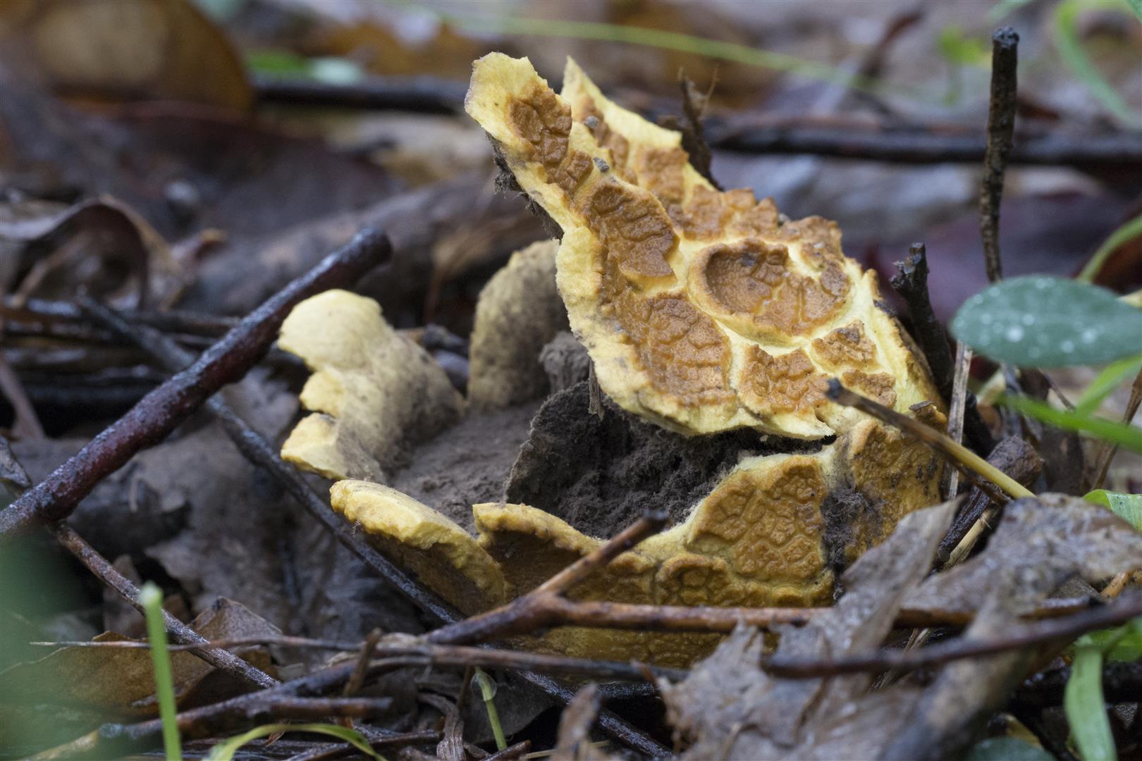 Puffball fungus. Photo Robert Ashdown.