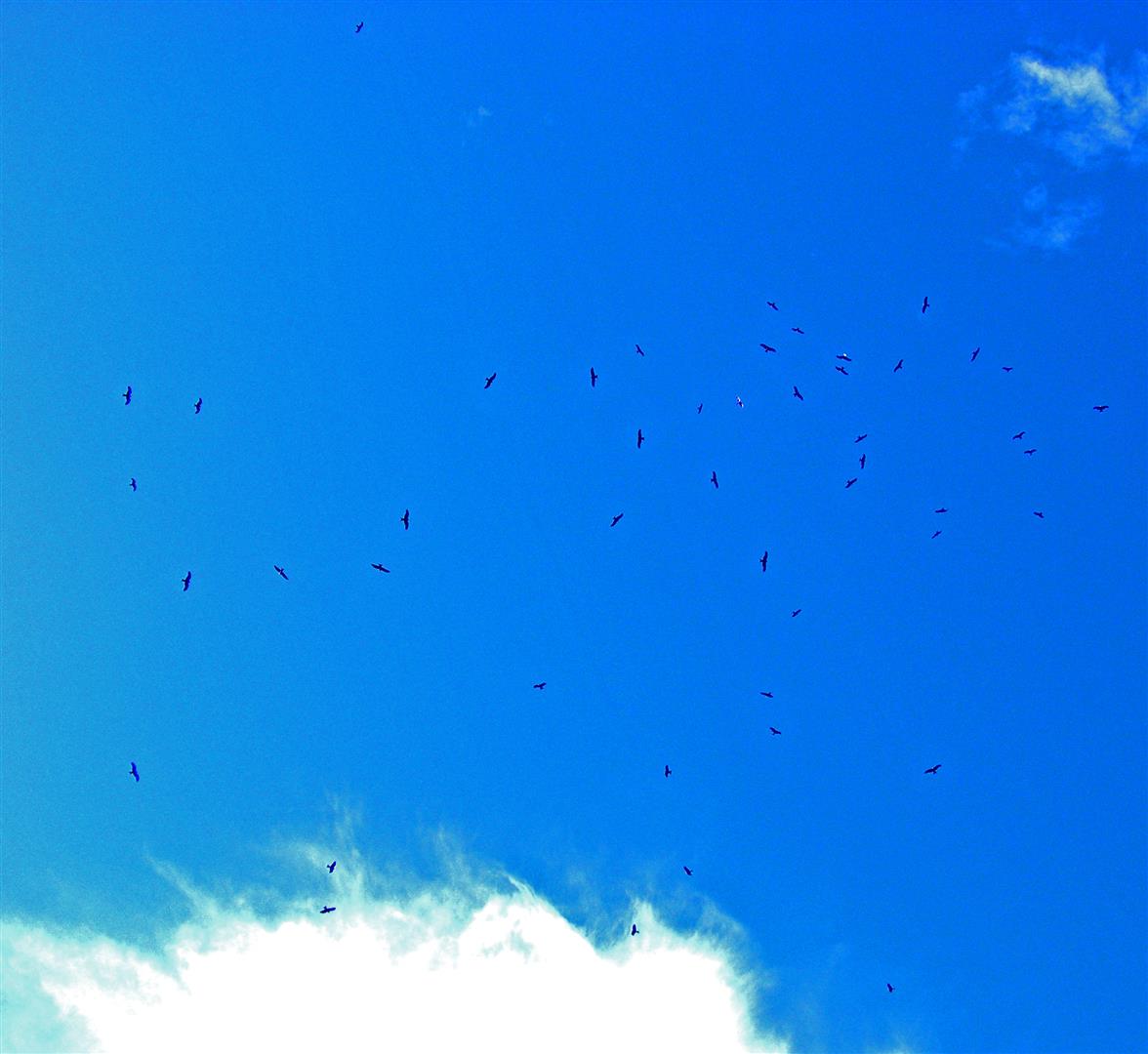 black kites